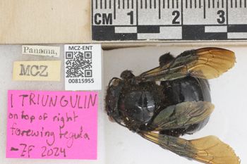 Media type: image;   Entomology 815955 Aspect: labels